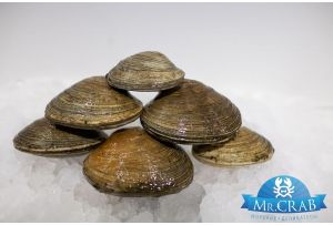 Саксидомус моллюск живой, 500 г