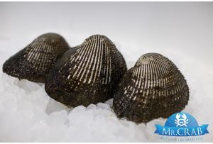 Анадара моллюск живой, 500 г